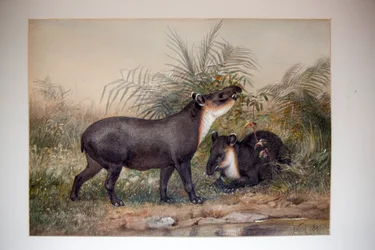 Tapir, 1880
